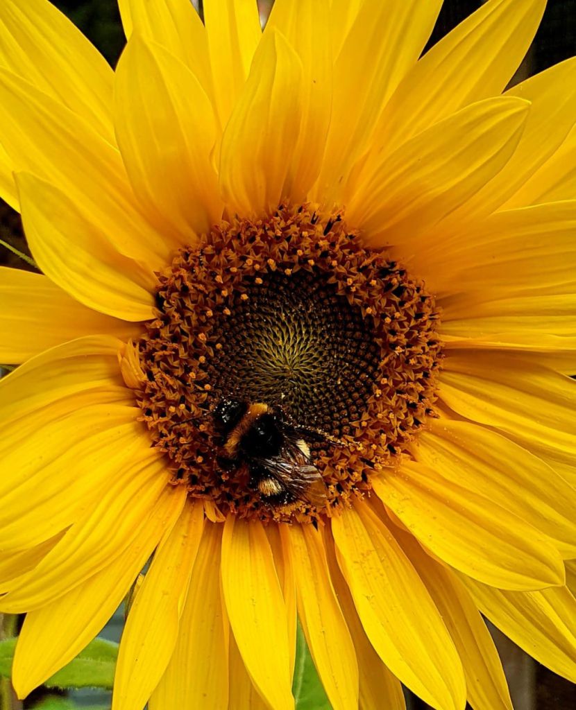 Bee on a sunflower