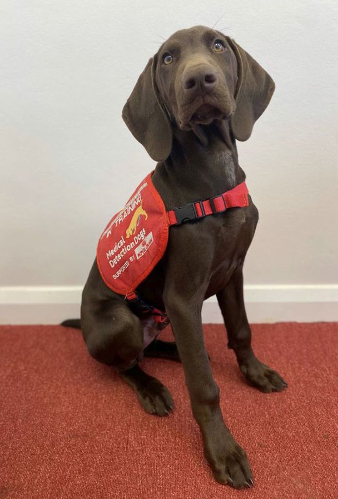 Max sitting on a red carpet, wearing his Bio Detection coat